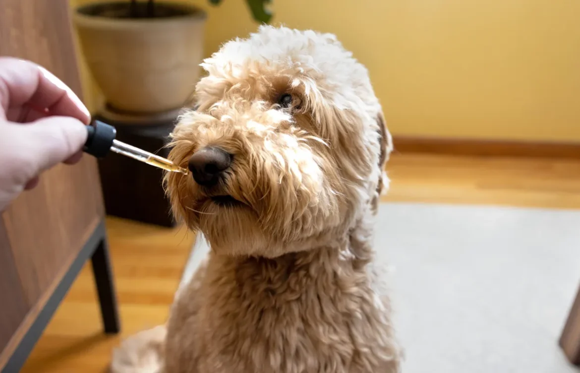 Top 5 CBD Brands for Pets Improving Wellness and Comfort in 2025