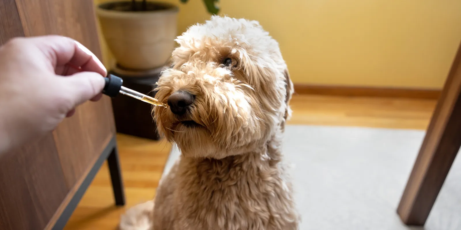 Top 5 CBD Brands for Pets Improving Wellness and Comfort in 2025